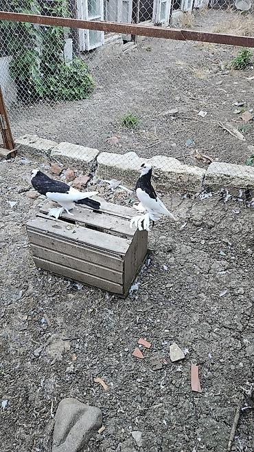 ördək balası və cücə: Xamilyon qara pomerianlar həm beli həm quyruqlari parıltılı qaradır — 6