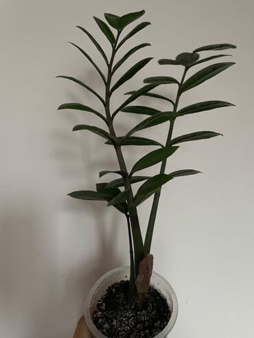 купить тюльпаны в бишкеке: Замиокулькас 
Долларовое дерево от 200 и вышеи