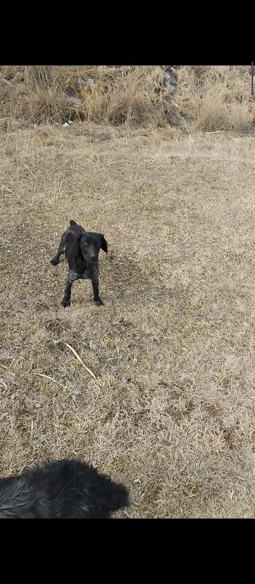 рогатка для охоты бишкек: Продаю собаку порода курцхаар возвраст 9 месяцев собака на охоту