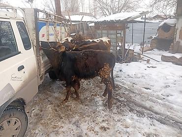 Коровы, быки: Продаю | Тёлка | Не стельные — 1