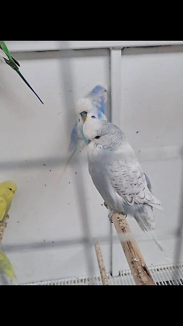 bulbul quşu satışı: Jumba balalar satılır və jumba və karella — 9