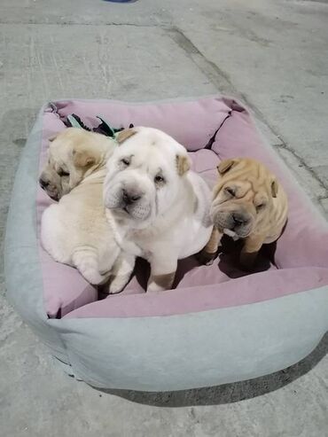 Psi: USREĆITE NEKOGA Prelepi kučići kineske rase ŠAR pei u ponudi 1 ženka i — 6