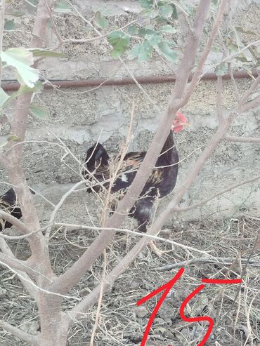 Xoruzlar: Hər cürə xoruzlar var ustunde qiymətləri var Təsvir: - Şəkillərdə — 11