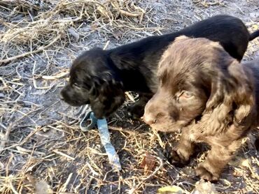 Продажа собак: Спаниель, 3 месяца, Самка, С прививкой — 4