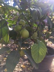 Декоративные деревья: Продается лимонное дерево с плодами и без, многолетние и молодые — 2