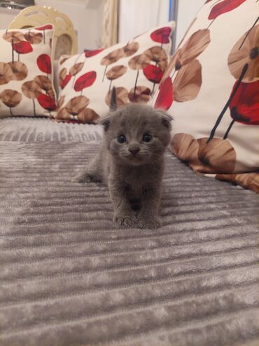 взять бесплатно котёнка: Şotland