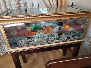 akvarium xırda balığı: Boyuk òlçùde akvarium mebeliyle bir yerde 150.litre su tutumu var