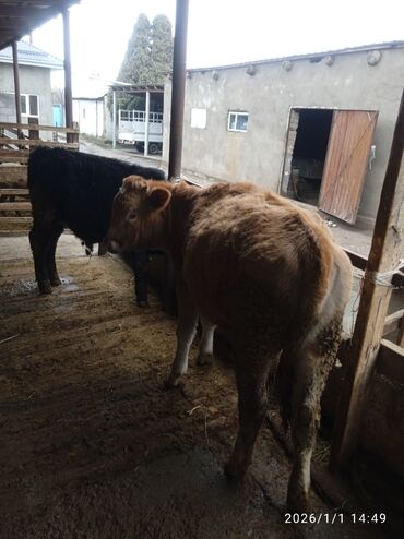 Коровы, быки: Продаю | Бык (самец) | Для разведения — 9