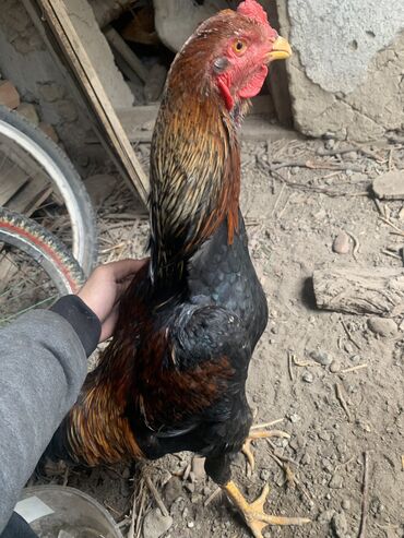 куры квочка: Продаю | Rooster | Daqan | Для разведения, Chikens for fights