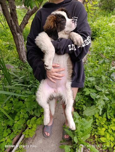 пекинес собака: Продается чистокровная девочка сенбернара! дата рождения 15 февраля