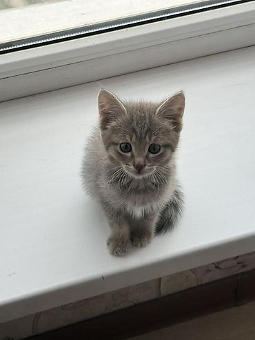 котенок бенгал: Беспородная, 1 месяц, Мальчик, Серый, Приучена к лотку — 2