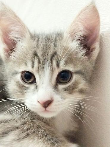 Отдам даром кошку: 3 месяца, Девочка — 8