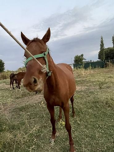 Продам с/х животных: Продаю | Кобыла (самка) | Для разведения — 8