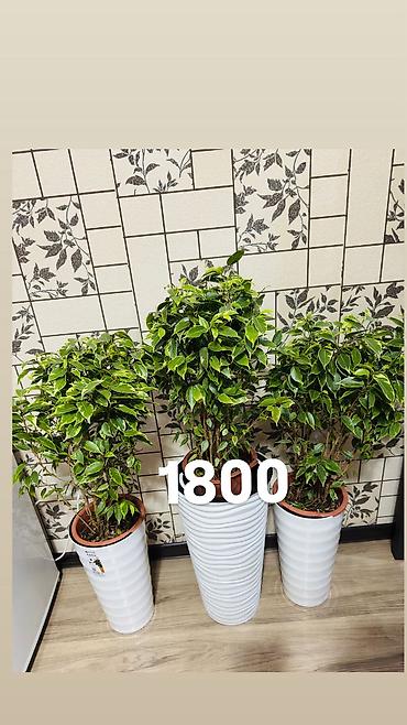 Другие комнатные растения: Комнатные цветы, цены написаны на фото — 20