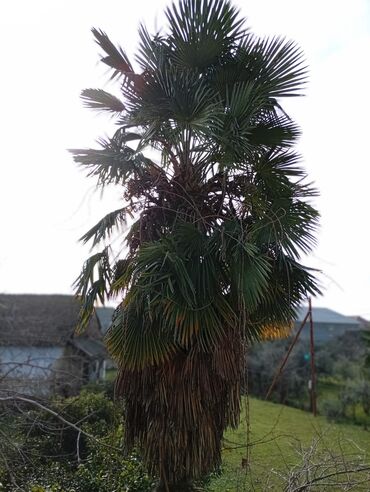 Ağaclar: Məhsul: Xurma/palma ağacı (Trachycarpus fortunei – küləyə və soyuğa — 6