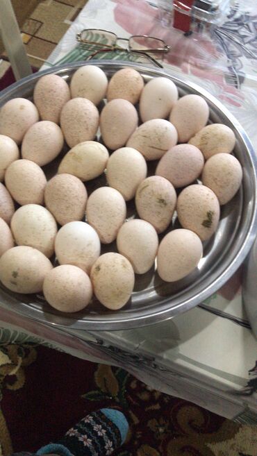 geref quşu: Amerkan bronz hinduşkalarının mayalı yumurtaları satılır!