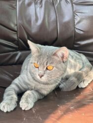 Pişiklər: Şotland, Erkək, Yaxşı əllərə, Ünvandan götürmə, Ödənişli çatdırılma, Rayonlara çatdırılma -da lalafo.az — 7 Pişiklər: Şotland, Erkək, Yaxşı əllərə, Ünvandan götürmə, Ödənişli çatdırılma, Rayonlara çatdırılma — 7