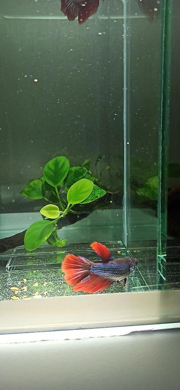 belamor balığı: Betta (Petuşok balığı), Yırtıcı — 7