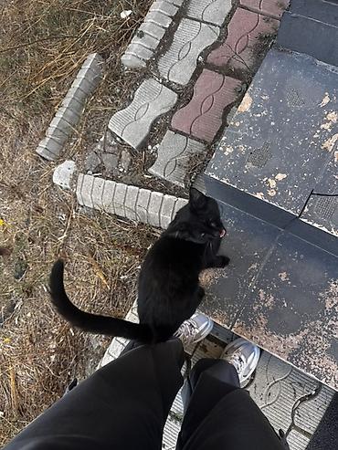 Кошка даром: Беспородная, Девочка