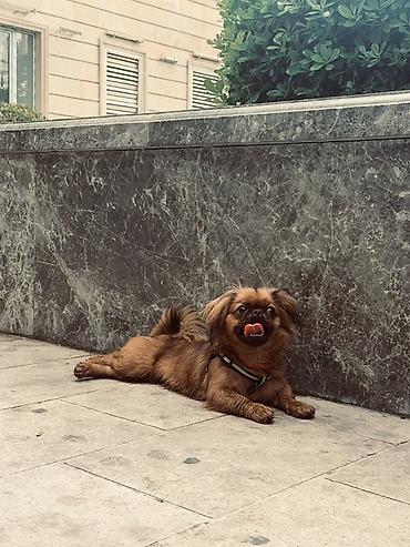 it satislari: Pekines — 3