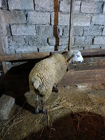 it sat: Dişi, il: 1, Ətlik — 3