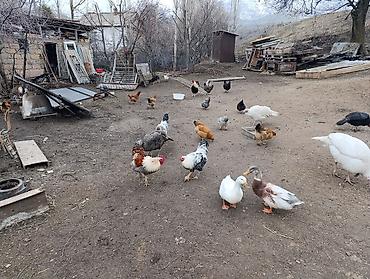 Куры, петухи: Продаю | Петух | Для разведения — 13