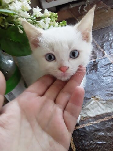 Коты: Порода турецкая ангора после душа фото мальчик 2 месяц хорошо кушает