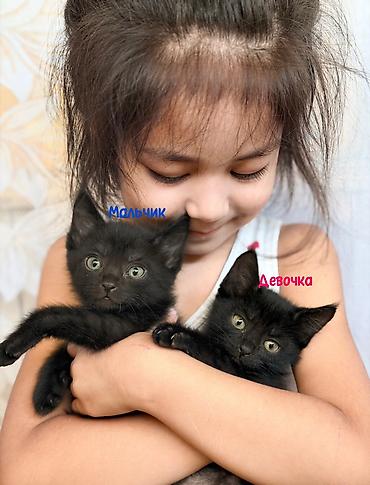 приют котят: Срочно ищем дом спасенным котятам, с нелегкой судьбой. Были выкинуты — 2