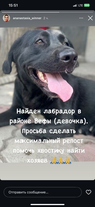 сколько стоит собака померанский шпиц: Лабрадор-ретривер, 1 год, Самка