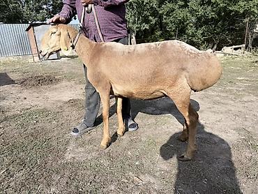 Продам с/х животных: Продаю | Овца (самка) | Арашан | Для разведения | Племенные — 1