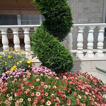 Bağbanlar: Bağ işləri ağac və kolların budanması,şəkilləndirməsi dərmanlara qazon -da lalafo.az — 19 Bağbanlar: Bağ işləri ağac və kolların budanması,şəkilləndirməsi dərmanlara qazon — 19