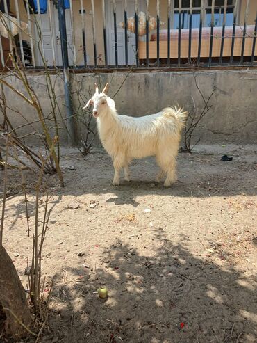 Коровы, быки: Самка, лет: 7, 20 кг, Самовывоз