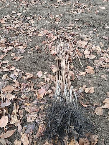 Tinglər: Meyvə və dekorativ ağac tingləri Təsvir: - Tərtər rayonu ərazisində — 11