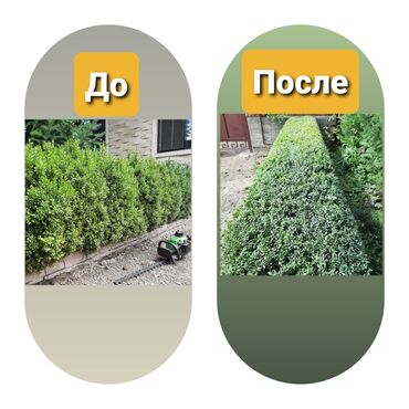сиделка бишкек in Кыргызстан | ДРУГИЕ СПЕЦИАЛЬНОСТИ: Тимур
Профессиональная обрезка
1.Живая изгородь
2.Самшиты
3.Туи