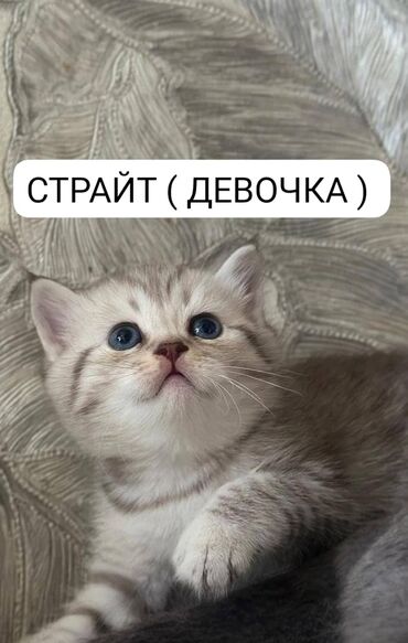 скотишь страйт: Продаётся очаровательный шотландский котёнок ( СТРАЙТ - ДЕВОЧКА )