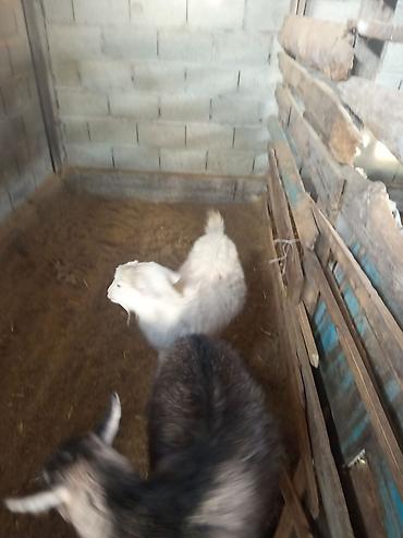 Козы, козлы: Продаю | Коза (самка) | Для разведения — 4