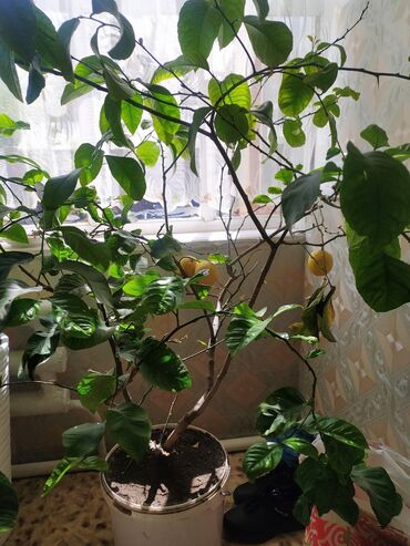 растения лимон: Лимон комнатный