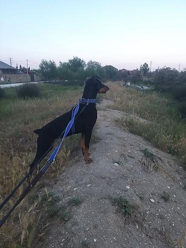 dişi doberman: Doberman, 9 ay, Dişi, Sənədli — 4