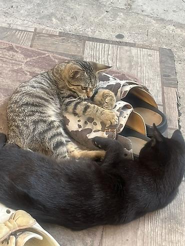 Продажа кошек: 🏡 КОТЯТА ИЩУТ ДОМ! 🐾❤️ Два замечательных малыша — чёрный котик и — 7