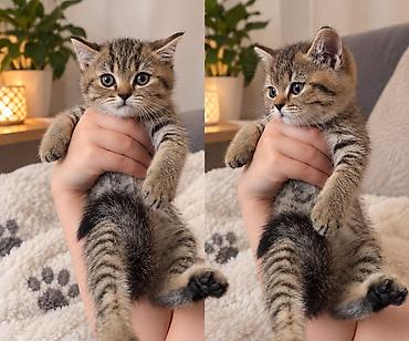 cat: Britan, Dişi, Ünvandan götürmə, Pulsuz çatdırılma, Ödənişli çatdırılma — 1