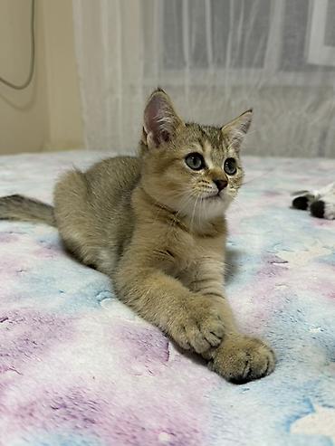 ласка: Британская короткошёрстная, 2 месяца, Мальчик, Золотая шиншилла, Приучена к лотку, Проглистована, С документами — 6