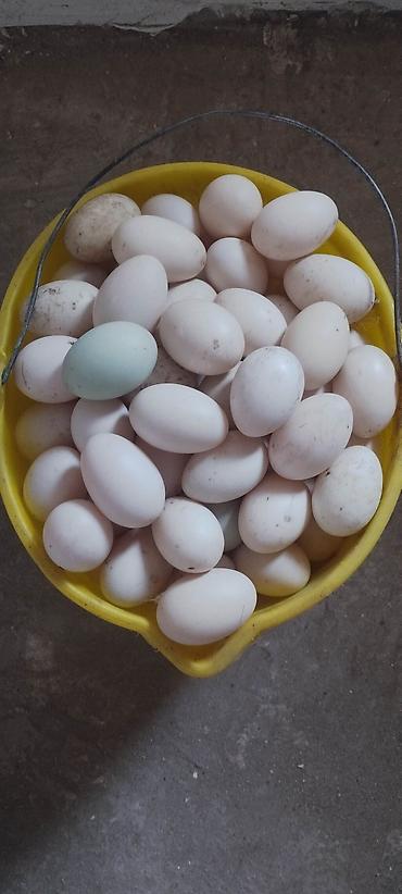təmiz balın qiyməti: Təbii ördək yumurtası - Ev təsərrüfatında saxlanılan ördəklərdən — 2