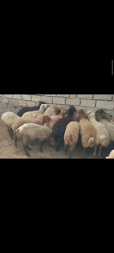qoyun sekilleri: Salam hər vaxtınız xeyir olsun. Erkək quzulardı Diri çəkisi 9 manat 30 — 1