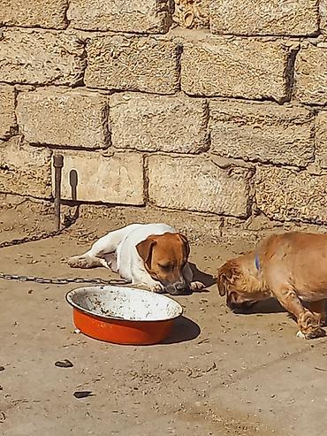 İtlər: Cek rassel teryer, 2 il, Dişi -da lalafo.az — 11 İtlər: Cek rassel teryer, 2 il, Dişi — 11