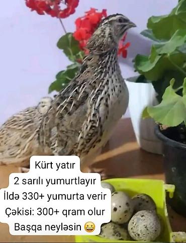 geref qus: Yalnız bizdə Yumurtaya başlamasına 15+ gün qalmış Jumbo Yumurtalıq və — 6