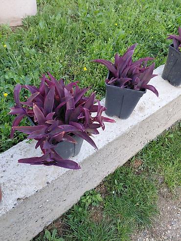 ljubicaste stvari: Tradeskancija purpurea (Purpurna trgovačka loza, Setkavica) – ukrasna — 1