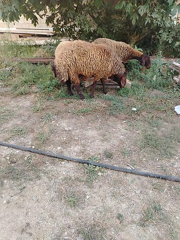 Qoyunlar, qoçlar: Qoyun sürüsü – 3baş - Növ: ehtimalən yerli ətlik/yunlu tip — 3