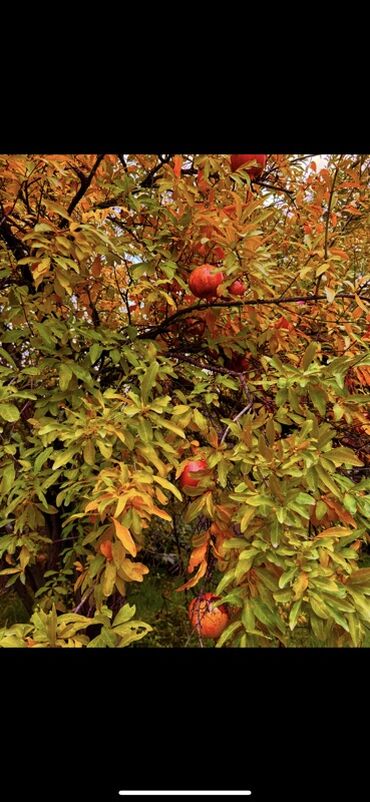 Günlük kirayə evlər: 300 kv. m, 8 otaq, Qaz — 15