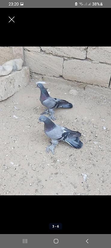 qus dami satilir: Kəməri göylər satilir və barter edilir(toyuq, ördək,hinduşka) ciddi — 1