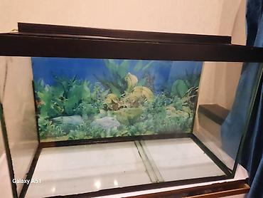 akvariyum: Parametrləri 70×30×45 akvarium satılır. 94 litr,2 hissəyə bölünür - — 1